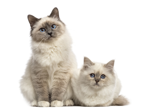 Birman
