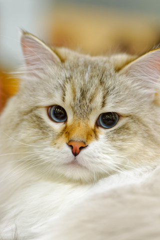 Ragamuffin
