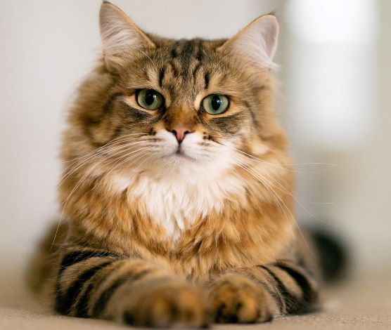 Siberian